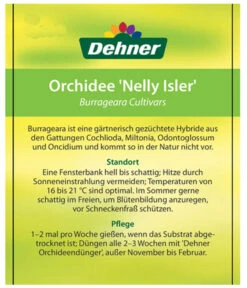 Burrageara-Orchidee - Burrageara Cultivars 'Nelly Isler' -Gardena Store 8251266 OrchideeNellyIslerEtikett1