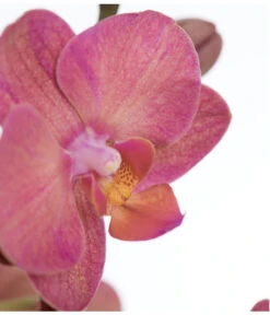 Schmetterlingsorchidee - Phalaenopsis Cultivars 12 Schmetterlingsorchidee - Phalaenopsis Cultivars -Gardena Store 8251555 PR DE 002 Phalaenopsis3TrieberSortenmixT12SchmetterlingsorchideeDehnerExpressZS