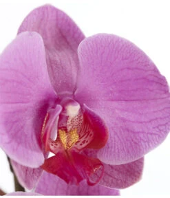 Schmetterlingsorchidee - Phalaenopsis Cultivars 13 Schmetterlingsorchidee - Phalaenopsis Cultivars -Gardena Store 8251555 PR DE 004 Phalaenopsis3TrieberSortenmixT12SchmetterlingsorchideeDehnerExpressZS
