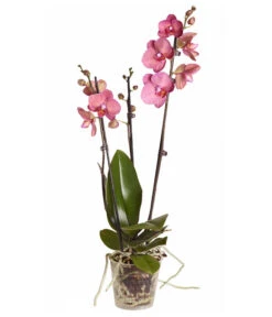 Schmetterlingsorchidee - Phalaenopsis Cultivars 10 Schmetterlingsorchidee - Phalaenopsis Cultivars -Gardena Store 8251555 PR FS 002 Phalaenopsis3TrieberSortenmixT12SchmetterlingsorchideeDehnerExpressZS
