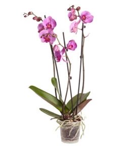 Schmetterlingsorchidee - Phalaenopsis Cultivars 11 Schmetterlingsorchidee - Phalaenopsis Cultivars -Gardena Store 8251555 PR FS 004 Phalaenopsis3TrieberSortenmixT12SchmetterlingsorchideeDehnerExpressZS