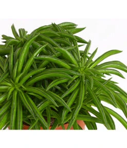 Peperomie - Peperomia Ferreyrae 'Happy Bean' -Gardena Store 8252397 PR DE 001 ZwergpfefferPeperomiePeperomiaHappyBeanT10DehnerExpressHerzig