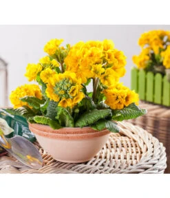 Stängelprimel, Schale -Gardena Store 8261463 PR MO 001 DehnerJuwelKugelprimelGessiPacificGoldSchalePrimulaDehner