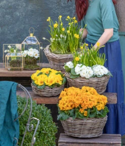 Stängelprimel, Schale -Gardena Store 8261463 WE MO 001 FruehlingsHighlights