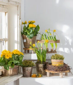 Stängelprimel, Schale -Gardena Store 8261463 WE MO 001 PrimulaStaengelprimel