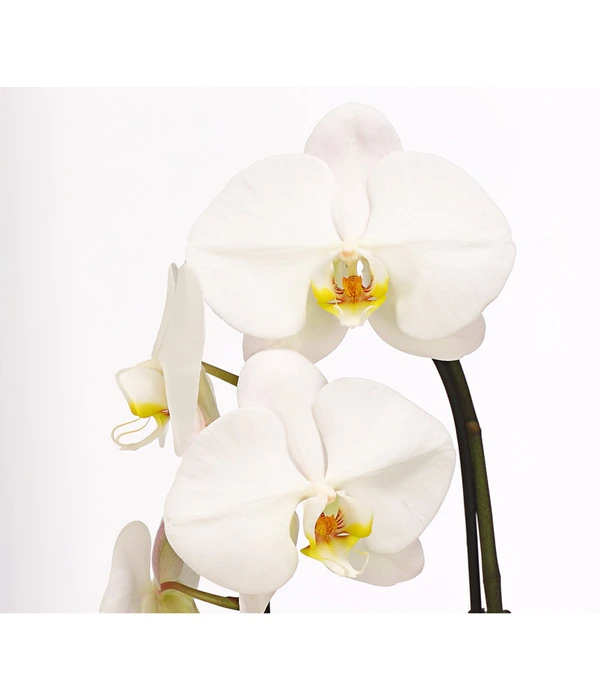 Schmetterlingsorchidee - Phalaenopsis Cultivaris 'Cascade' 4 Schmetterlingsorchidee - Phalaenopsis Cultivaris 'Cascade' – Bild 2