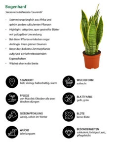 Bogenhanf - Sansevieria Trifasciata Var. Laurentii 10 Bogenhanf - Sansevieria Trifasciata Var. Laurentii -Gardena Store 8267973 WE IG 001 BogenhanfSansevieriaTriLaurentiiDehnerExpressHerzig