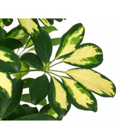 Strahlenaralie - Schefflera Arboricola -Gardena Store 8270480 WE DE Schefflera 3Tuff T17