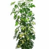 Strahlenaralie - Schefflera Arboricola -Gardena Store 8270480 WE FS Schefflera 3Tuff T17