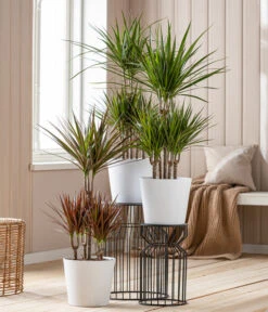 Drachenbaum - Dracaena Marginata, Karussell 7 Drachenbaum - Dracaena Marginata, Karussell -Gardena Store 8272809 8510992 WE MO 001 DrachenbaumKarussellDraceanaMarginataT24