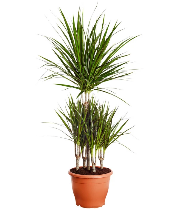 Drachenbaum - Dracaena Marginata, Karussell 3 Drachenbaum - Dracaena Marginata, Karussell