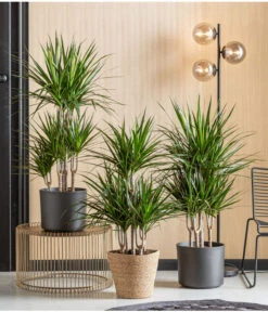 Drachenbaum - Dracaena Marginata, Karussell 8 Drachenbaum - Dracaena Marginata, Karussell -Gardena Store 8272809 WE MO 001 DrachenbaumT24 Monatspflanze Oktober