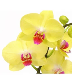 Schmetterlingsorchidee - Phalaenopsis Cultivars 'Crossing' 10 Schmetterlingsorchidee - Phalaenopsis Cultivars 'Crossing' -Gardena Store 8280513 PR DE 002 SchmetterlingsorchideePhalaenopsisCrossing2TrieberT12Herzig
