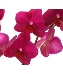 Schmetterlingsorchidee - Phalaenopsis Cultivars 'Crossing' 9 Schmetterlingsorchidee - Phalaenopsis Cultivars 'Crossing' -Gardena Store 8280513 PR DE 004 SchmetterlingsorchideePhalaenopsisCrossing2TrieberT12Herzig