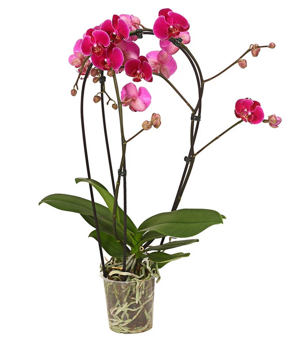 Schmetterlingsorchidee - Phalaenopsis Cultivars 'Crossing' 3 Schmetterlingsorchidee - Phalaenopsis Cultivars 'Crossing'