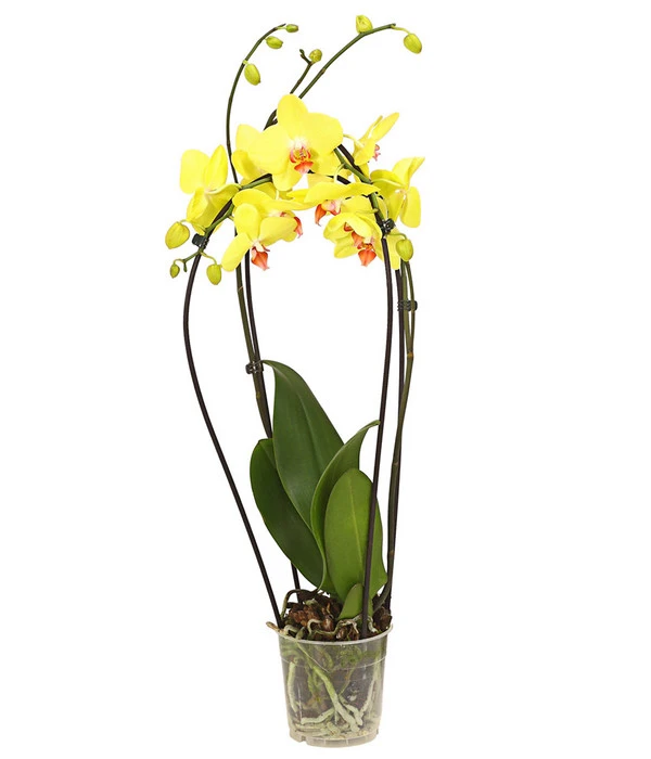 Schmetterlingsorchidee - Phalaenopsis Cultivars 'Crossing' 4 Schmetterlingsorchidee - Phalaenopsis Cultivars 'Crossing' – Bild 2