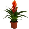 Vriesea - Bromelia Cultivars 'Intenso Orange' 1 Vriesea - Bromelia Cultivars 'Intenso Orange' -Gardena Store 8280885 WE FS 001 VrieseaIntensoOrange