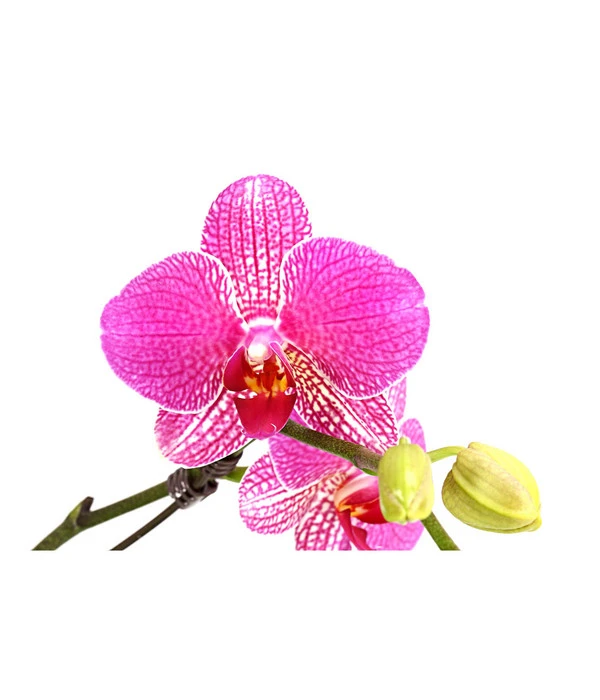 Schmetterlingsorchidee - Phalaenopsis Cultivars 'Twister' 7 Schmetterlingsorchidee - Phalaenopsis Cultivars 'Twister' – Bild 5