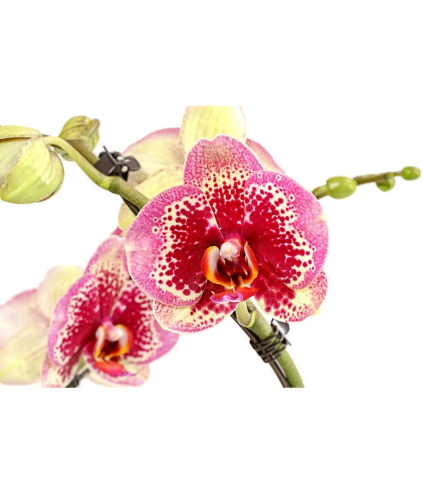 Schmetterlingsorchidee - Phalaenopsis Cultivars 'Twister' 8 Schmetterlingsorchidee - Phalaenopsis Cultivars 'Twister' – Bild 6