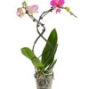 Schmetterlingsorchidee - Phalaenopsis Cultivars 'Twister' -Gardena Store 8280927 PR FS 001 PhalaneopsisTwisterSchmetterlingsorchideeT12DehnerExpressHerzig