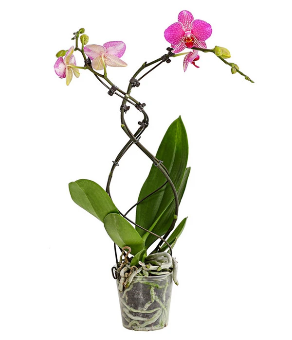 Schmetterlingsorchidee - Phalaenopsis Cultivars 'Twister' 3 Schmetterlingsorchidee - Phalaenopsis Cultivars 'Twister'