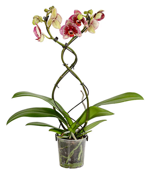 Schmetterlingsorchidee - Phalaenopsis Cultivars 'Twister' 4 Schmetterlingsorchidee - Phalaenopsis Cultivars 'Twister' – Bild 2