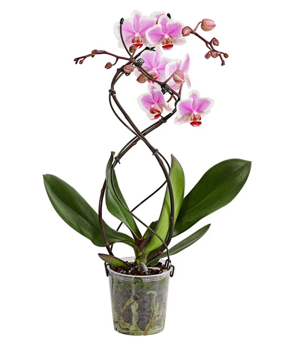 Schmetterlingsorchidee - Phalaenopsis Cultivars 'Twister' 5 Schmetterlingsorchidee - Phalaenopsis Cultivars 'Twister' – Bild 3