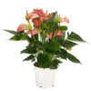 Flamingoblume - Anthurium Andreanum 'Livium' -Gardena Store 8281909 PR FS 001 AnthuriumLiviumT14DehnerExpressHerzig