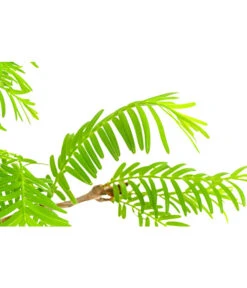 Outdoor-Bonsai Urweltmammutbaum - Metasequoia Glyptostroboides -Gardena Store 8286205 PR DE 001 UrweltmammutbaumMetasequoiaT20DehnerExpressHerzig