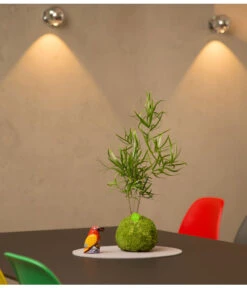 Kibonu Zierspargel - Asparagus Cultivars 'Mahira' 5 Kibonu Zierspargel - Asparagus Cultivars 'Mahira' -Gardena Store 8294829 PR MO 001 KibonuMahiraTischHerstellerbild