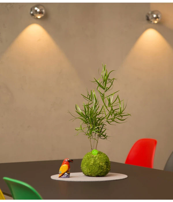 Kibonu Zierspargel - Asparagus Cultivars 'Mahira' 4 Kibonu Zierspargel - Asparagus Cultivars 'Mahira' – Bild 2