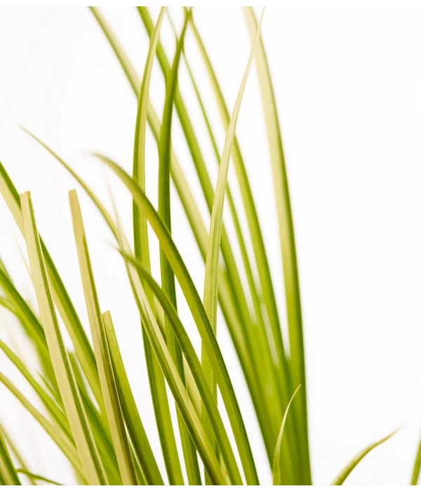 Dehner Kalmus 4 Dehner Kalmus – Bild 2