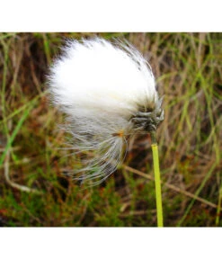 Schmalblättriges Wollgras -Gardena Store 8311383 BildFS 001 SchmalblaettrigesWollgrasEriophorumAngustifolium