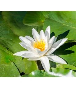 Dehner Aqua Seerose 12 Dehner Aqua Seerose -Gardena Store 8313595 PR DE 001 NymphaeaSeeroseWeissPrivatgartenLucknerMai2017