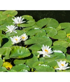 Dehner Aqua Seerose 11 Dehner Aqua Seerose -Gardena Store 8313595 PR MO 001 NymphaeaSeeroseWeissPrivatgartenLucknerMai2017