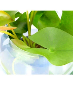 Dehner Aqua Seerose 10 Dehner Aqua Seerose -Gardena Store 8313595 WE DE 001 SeeroseTrockenWeissNymphaeaT11DehnerExpressHerzig