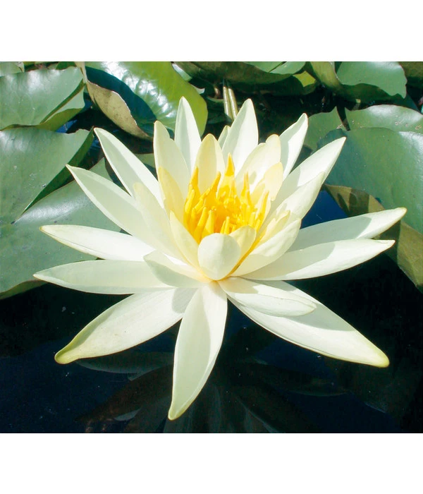 Dehner Aqua Seerose 3 Dehner Aqua Seerose