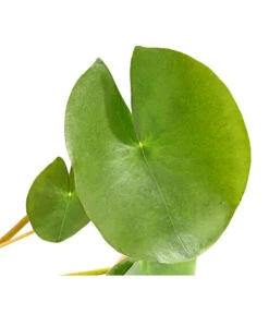 Dehner Seerose 'Red Spider' 10 Dehner Seerose 'Red Spider' -Gardena Store 8315939 WE DE 001 SeeroseGezackteBluetenblaetterNymphaeaHybrideT14DehnerExpressHerzig