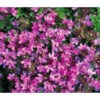 Bodendeckerthymian -Gardena Store 8365306 WE FS 002 ThymianThymusRotundifolius