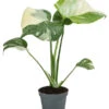 Fensterblatt - Monstera Deliciosa 'Thai Constellation', Panaschiert -Gardena Store 8402034 WE FS 001 MonsteraThaiConstellationT6
