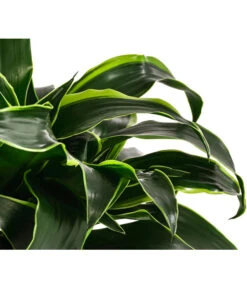 Drachenbaum - Dracaena Dorado, Hydrokultur -Gardena Store 8416687 WE DE 001 DracaenaDorado 2er 15 19