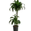 Drachenbaum - Dracaena Dorado, Hydrokultur 1 Drachenbaum - Dracaena Dorado, Hydrokultur -Gardena Store 8416687 WE FS 001 DracaenaDorado 2er 15 19