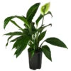 Einblatt - Spathiphyllum 'Mont Blanc', Hydrokultur -Gardena Store 8416703 WE FS 001 SpathiphyllumMontBlancHydroT19