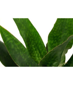 Bogenhanf - Sansevieria Trifasciata 'Jade', Hydrokultur 6 Bogenhanf - Sansevieria Trifasciata 'Jade', Hydrokultur -Gardena Store 8416828 WE DE 001 SansevieriaTrifasciataJadeTuffHydroT18 19BogenhanfDehnerExpressHerzig