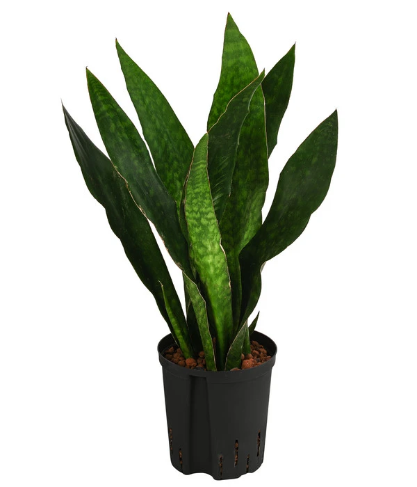 Bogenhanf - Sansevieria Trifasciata 'Jade', Hydrokultur 3 Bogenhanf - Sansevieria Trifasciata 'Jade', Hydrokultur