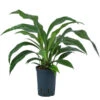 Blattanthurie - Anthurium Ellipticum 'Jungle King', Hydrokultur -Gardena Store 8425381 WE FS 001 AnthuriumJunglebush519H50