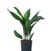 Schusterpalme - Aspidistra Elatior, Hydrokultur 2 Schusterpalme - Aspidistra Elatior, Hydrokultur -Gardena Store 8425423 WE FS 001 Aspidistra18 19H70