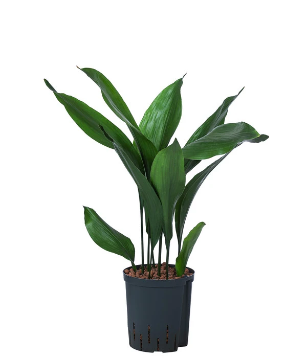 Schusterpalme - Aspidistra Elatior, Hydrokultur 3 Schusterpalme - Aspidistra Elatior, Hydrokultur