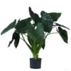 Pfeilblatt - Alocasia 'Wentii', Hydrokultur -Gardena Store 8425662 WE FS 001 AlocasiaWentii25 19H100