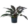 Baumfreund - Philodendron 'Imperial Red', Hydrokultur -Gardena Store 8425696 WE FS 001 PHILODENDRONIMPERIALRED